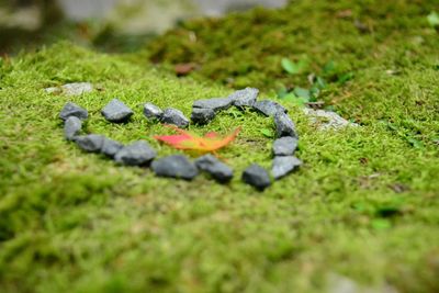 Close-up of grass