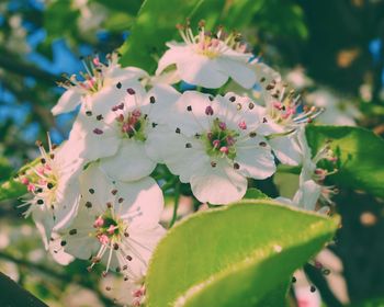 Close-up of pink flowers on tree