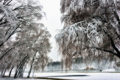 Bare trees on snow covered landscape against sky