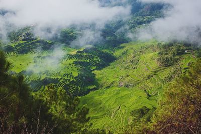 Scenic view of forest