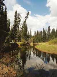 Scenic view of river in forest against sky