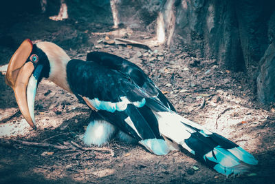 Side view of bird on land