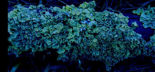 Close-up of plants