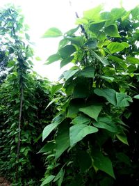 Low angle view of fresh green leaves against sky