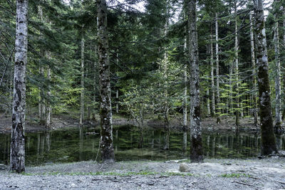 Trees growing in forest