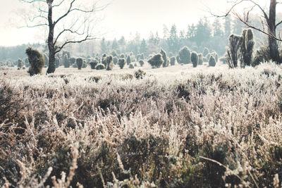 Panoramic shot of trees on field against sky