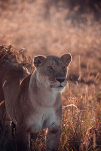 Lion in kenya