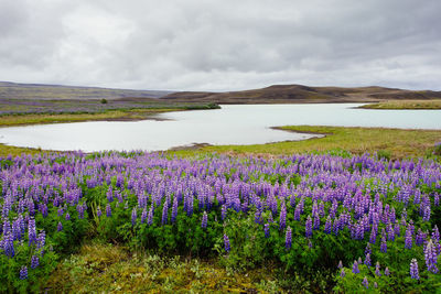 Purple flowering plants on field against sky