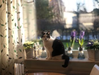 Cat sitting on window sill