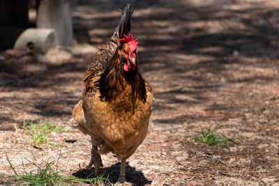 Close-up of a rooster on land