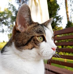 Close-up of tabby cat looking away