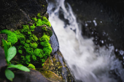 Close-up of moss on rock