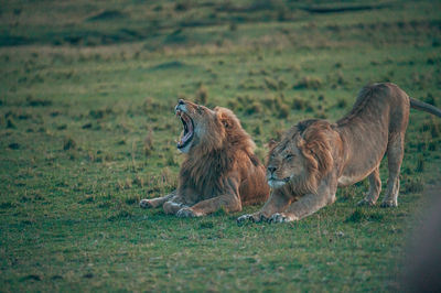 Cats in a field