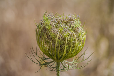 Close-up of flower bud