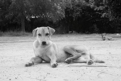 Portrait of puppy sitting outdoors