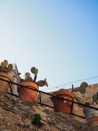 Low angle view of plants against clear sky