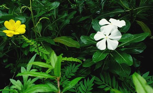 Close-up of white flowering plant