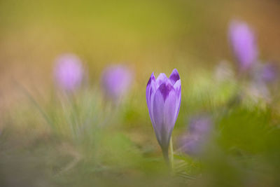 Close-up of purple crocus flower