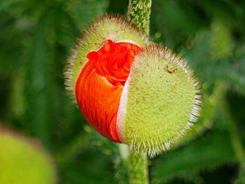 Close-up of red flower