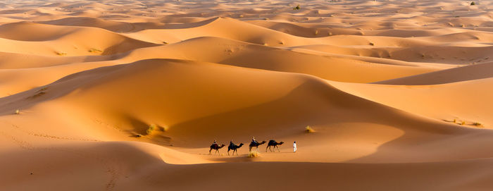 Scenic view of desert