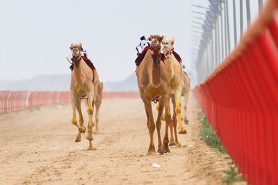 Horses standing in the road