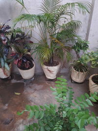 High angle view of potted plants in yard