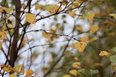 Low angle view of autumnal leaves on plant