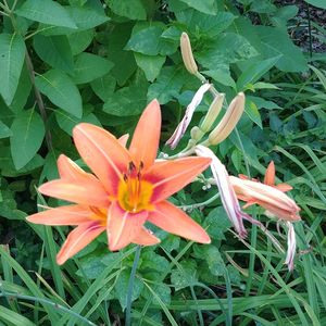 High angle view of orange flowering plant