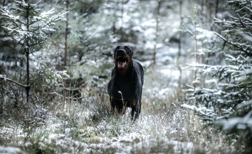 Dog in a forest