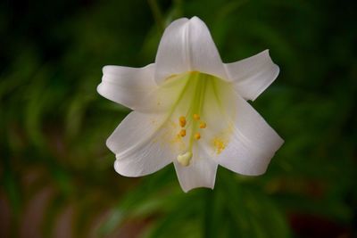 Close-up of white day lily