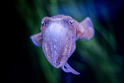 Close-up of fish swimming in aquarium