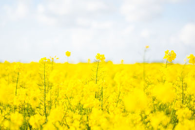 Scenic view of oilseed rape field