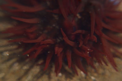 Extreme close up of red flower