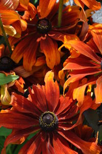 Close-up of yellow flowers