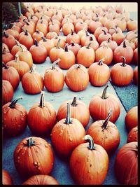 Full frame of pumpkins