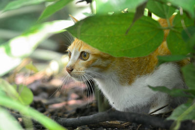 Close-up of a cat looking away