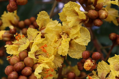 Close-up of yellow berries on plant during autumn