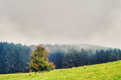 Trees on field against sky