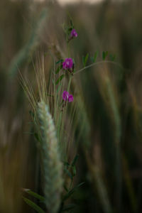 Close-up of plant growing on field