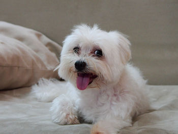 Portrait of white dog relaxing at home
