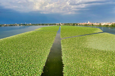  mantua lake aerial view, city view, lotus flowers field in the foreground