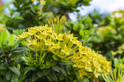 Bunches yellow petals ixora know as west indian jasmine or jungle flame, blooming on green leave