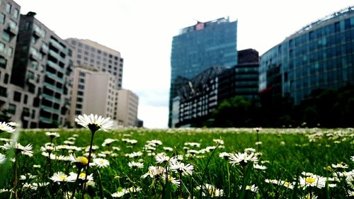 Close-up of flowers blooming in park