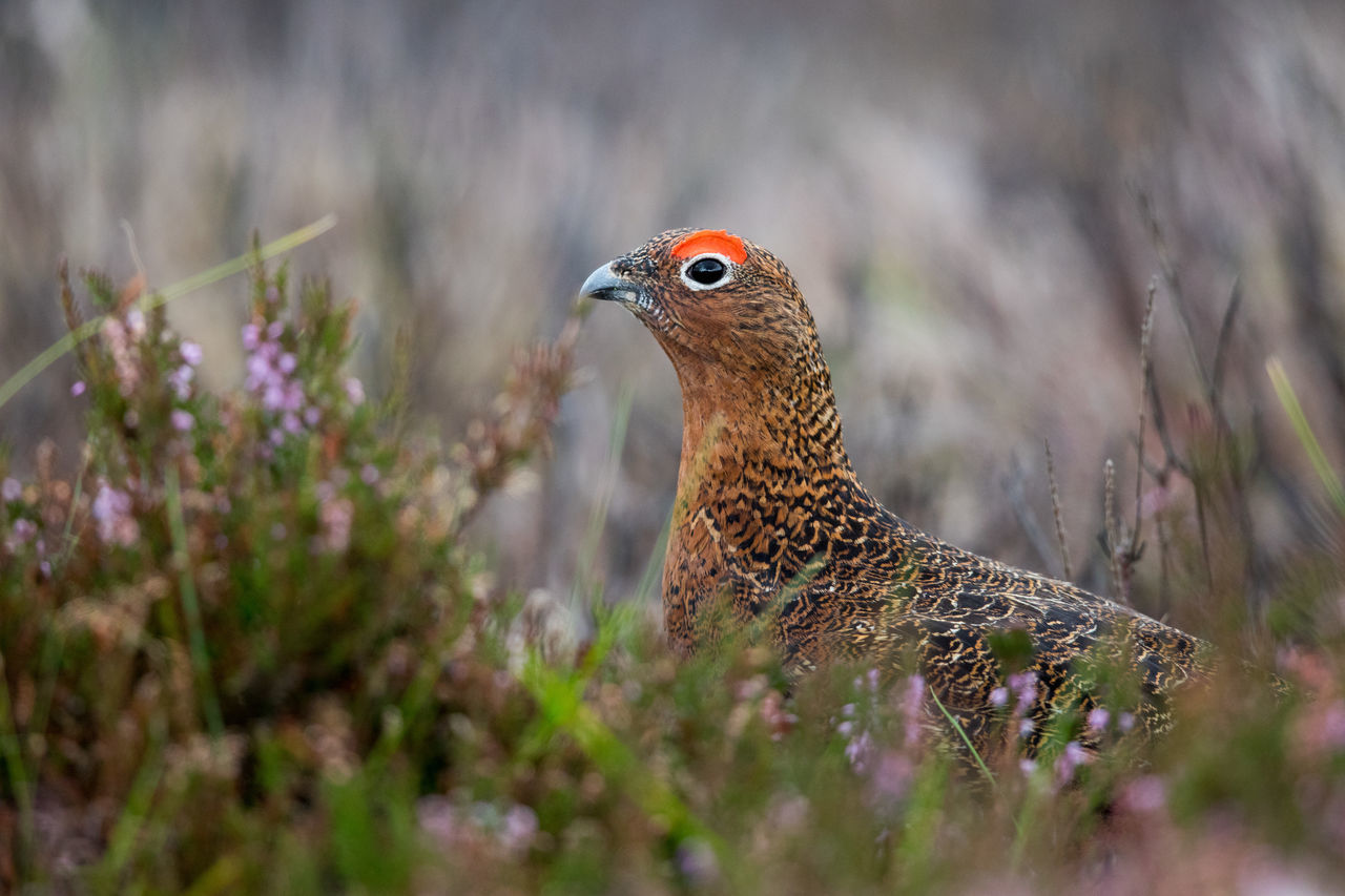 one animal, animal themes, animals in the wild, animal wildlife, bird, day, nature, no people, outdoors, close-up, beauty in nature