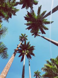 Low angle view of coconut palm tree against sky