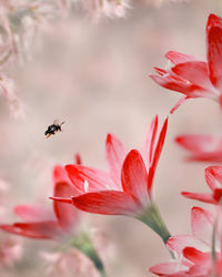 Close-up of insect pollinating on red flowering plant