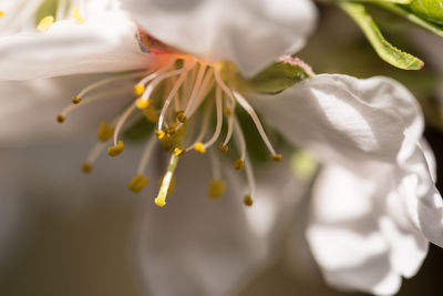 Close-up of white rose flower