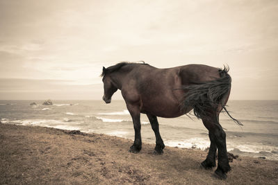 Horse standing in sea against sky