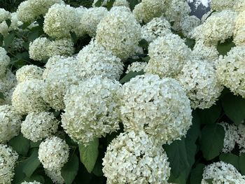 High angle view of white flowering hydrangeas plants