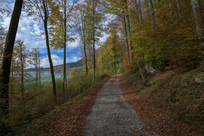 Road passing through forest